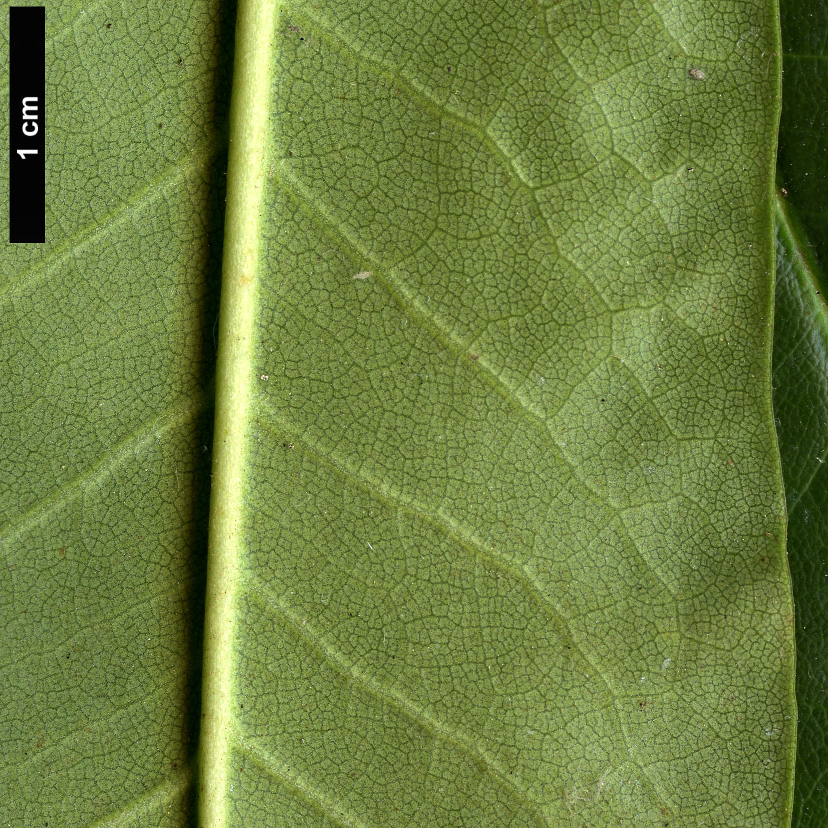 High resolution image: Family: Ericaceae - Genus: Rhododendron - Taxon: brachycarpum - SpeciesSub: subsp. fauriei